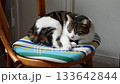 Cozy cat curls up on a striped cushion, slowly drifting into sleep, selective focus. Peaceful moment captures the essence of comfort and quiet relaxation 133642844