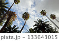 Palm trees against blue cloudy sky. 133643015
