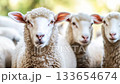Flock of sheep grazes peacefully in a rustic farm setting alive with nature. Detailed closeup of brown and white sheep herd. Concept of sheep farming and herding. Open-air sheepfold. Farmhouse 133654674