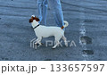 Caucasian woman commands her Jack Russell Terrier to jump into the trunk.  133657597
