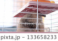 Close-up of a rabbit resting quietly in a cage beneath a shelf with food above. The candid moment highlights the natural behavior of pets, showing calmness and the importance of secure spaces. 133658233