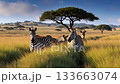 A group of zebras standing in a grassy field next to a tree 133663074