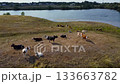 Aerial view of a herd of cows grazing on a green hill by the river. 133663782