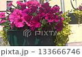 beautiful blossom of  deep pink petunia. close up 133666746