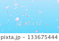 Spring background loop animation of cherry blossom petals dancing in the blue sky - ideal for entrance and graduation ceremonies 133675444