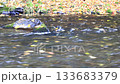 Autumn in Hokkaido: Fall foliage and dead leaves flowing on the water 133683379