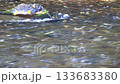 Autumn in Hokkaido: Fall foliage and dead leaves flowing on the water 133683380