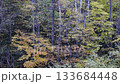 Autumn in Hokkaido: Riverside forest with deciduous leaves. Video of fallen leaves. 133684448