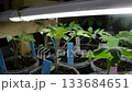 Row of small plants are in pots, with each pot having a blue tag on it 133684651