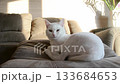 White cat is laying on a couch 133684653