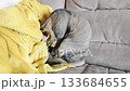 Cat is curled up under a yellow blanket on a couch 133684655