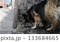 Dog is sniffing the ground 133684665