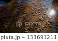秋日河景視頻，金色的秋葉倒映在水面上。河水緩緩流淌，落葉隨風搖曳。一片寧靜祥和的自然風光。 133691211