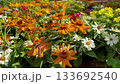 風に揺れるオレンジと白と黄色のジニアの花畑　鮮やかな百日草が咲く夏から秋のガーデニング風景 133692540