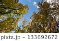 青空と風に揺れる紅葉し始めた木々　秋の自然風景と美しいグラデーションの背景素材 133692672