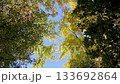 風に揺れる紅葉と緑の葉のコントラスト、隙間から見える青空が美しい秋の自然風景 133692864