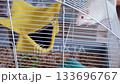 Curious rat exploring cage with hammock and human interaction 133696767