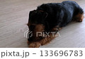 Curious terrier chewing closeup on wooden floor in calm home environment 133696783