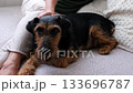 Relaxing moment: Mature woman petting calm dog at home on cozy afternoon 133696787