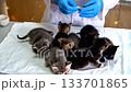 Caring for kittens in vet clinic. Ai generated 133701865