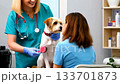 Female vet examines dog with patient in clinic. Ai generated 133701873
