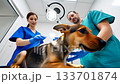 Vets treat dog in clinic setting. Ai generated 133701874