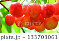 Cherries 133703061