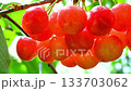 Cherries 133703062