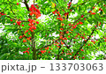 Cherries 133703063