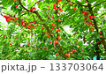 Cherries 133703064