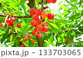 Cherries 133703065