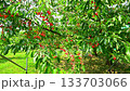 Cherries 133703066