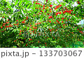 Cherries 133703067
