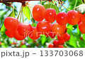 Cherries 133703068