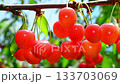 Cherries 133703069