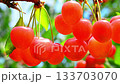 Cherries 133703070