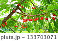 Yamagata Benio Cherries 133703071