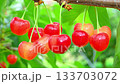 Yamagata Benio Cherries 133703072