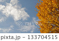 銀杏・青空・流れる雲 133704515
