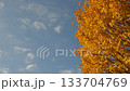イチョウ・青空・流れる雲 133704769