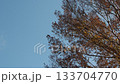 風に揺れる紅葉した木・青空背景 133704770