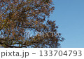 風に揺れる紅葉した木・青空背景 133704793