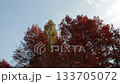 風に揺れる紅葉した木々・青空背景 133705072