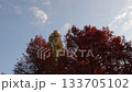 風に揺れる紅葉した木々・青空背景 133705102