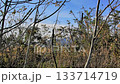 枯野を渡るススキの風 Blue Sky and Swaying Dry Grass 133714719