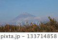 初冬の富士と枯野を渡るススキ Wind over Winter Fuji and Dry Grass 133714858