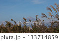 初冬の富士と枯野を渡るススキ Wind over Winter Fuji and Dry Grass 133714859