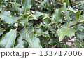 Ilex aquifolium, the holly, English holly, European holly tree. 133717006