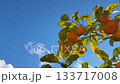 Orange tree with fruits in citrus garden against sky. 133717008