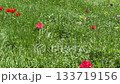 Tulips colorful beautiful flowers in the field grass. 133719156